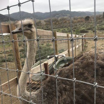 Ostrichland USA - Attraction Farms Near Me - Solvang, California