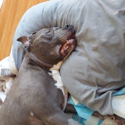 After spending 24 hours and spending 5,000 and hearing lies. My pet suffered brain damage and couldn't walk. Crossed the rainbow Bridge. After spending 24 hours and spending 5,000 and hearing lies. My pet suffered brain damage and couldn't walk. Crossed the rainbow Bridge.