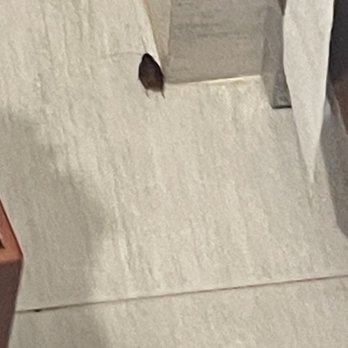 DoubleTree by Hilton - Cockroaches - Hotels Near Me - Atlanta, Georgia