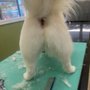 Mai Pet Grooming