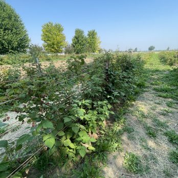 The Berry Ranch - Raspberries - Fruits & Veggies Near Me - Nampa, Idaho The Berry Ranch - Raspberries - Fruits & Veggies Near Me - Nampa, Idaho