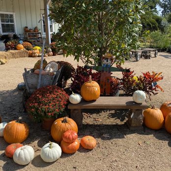Enchanted Forest - Pumpkins - Nurseries & Gardening Near Me - Richmond, Texas