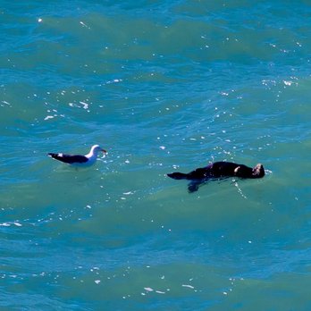 Ragged Point Scenic View - A Sea Otter with his seagull buddy playing in the waves haha! From the viewpoint - Hiking Near Me - Ragged Point, California Ragged Point Scenic View - A Sea Otter with his seagull buddy playing in the waves haha! From the viewpoint - Hiking Near Me - Ragged Point, California