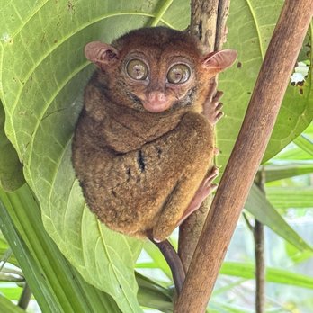 Philippine Tarsier Sanctuary - Tarsier Sanctuary Experience 2025 - What a paradise tour of Philippines best landscape in the world... - Community Service/Non-Profit Near Me - Corella, BOH Philippine Tarsier Sanctuary - Tarsier Sanctuary Experience 2025 - What a paradise tour of Philippines best landscape in the world... - Community Service/Non-Profit Near Me - Corella, BOH