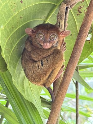 Philippine Tarsier Sanctuary by null