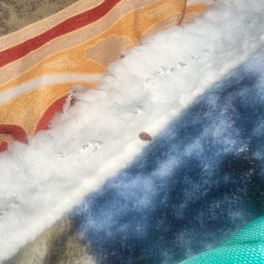 Relax Inn & Suites - Bed bugs - Hotels Near Me - Hope, Arkansas Relax Inn & Suites - Bed bugs - Hotels Near Me - Hope, Arkansas