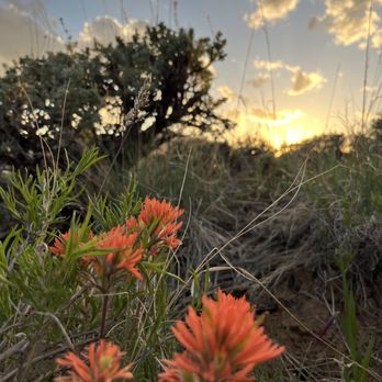 Rusty Spurr Ranch - Local wildflowers called Indian Paintbrush, are plentiful in spring. - Horseback Riding Near Me - Kremmling, Colorado Rusty Spurr Ranch - Local wildflowers called Indian Paintbrush, are plentiful in spring. - Horseback Riding Near Me - Kremmling, Colorado