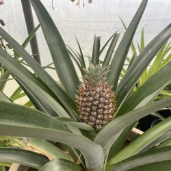 Swingles Nursery - Pineapples