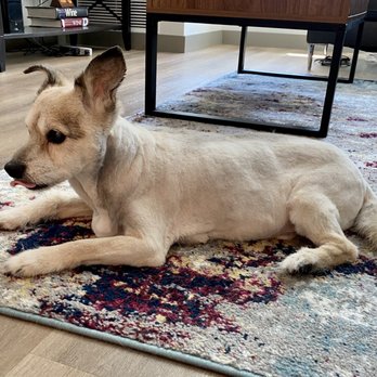 Citydog! Club - Rico! - Pet Groomers Near Me - Seattle, Washington