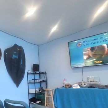 The Turtle Hospital - Shells and skulls of the turtles. A leatherback turtle shell is huge - Veterinarians Near Me - Marathon, Florida The Turtle Hospital - Shells and skulls of the turtles. A leatherback turtle shell is huge - Veterinarians Near Me - Marathon, Florida