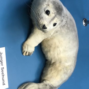 Zoologisches Museum - Museums Near Me - Hamburg, HH