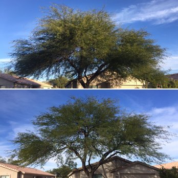 Romeo Tree Service, LLC - Before and after of mesquite tree in central Tucson. Pruned by certified arborist, Angelo Romeo - Tree Services Near Me Romeo Tree Service, LLC - Before and after of mesquite tree in central Tucson. Pruned by certified arborist, Angelo Romeo - Tree Services Near Me