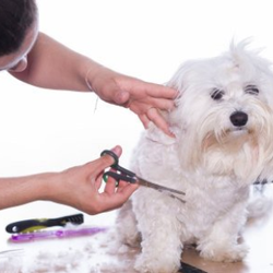 Groomz Mobile Dog Grooming