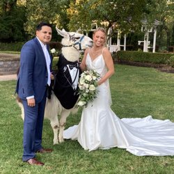 Llama Adventures - Llamas for your wedding