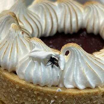 Sarmentine - Organic French Bakery - A fly, nestled into the meringue - Bakeries Near Me - Sebastopol, California Sarmentine - Organic French Bakery - A fly, nestled into the meringue - Bakeries Near Me - Sebastopol, California