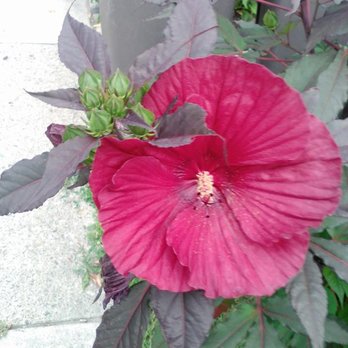 The Sweedish Gardener - We design perennial and annual plant and flower beds - Gardeners Near Me - Ferndale, Michigan The Sweedish Gardener - We design perennial and annual plant and flower beds - Gardeners Near Me - Ferndale, Michigan