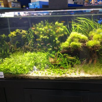 Whitie's Pets - Local Fish Stores Near Me - Fresno, California Whitie's Pets - Local Fish Stores Near Me - Fresno, California