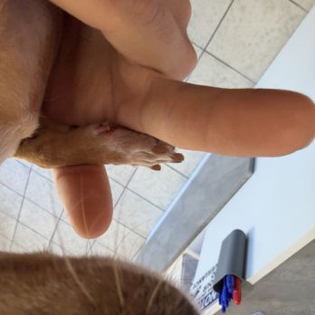 Sunset Pet Grooming - Pet Groomers Near Me - Rialto, California