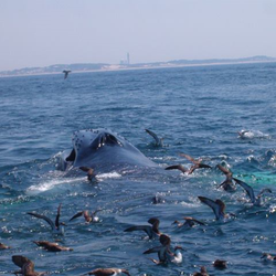 Schooney Fishing Charters
