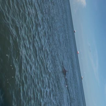 Baywatch Dolphin Tours - Dolphins - Tours Near Me - Galveston, Texas