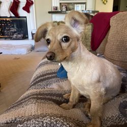Julie's Pet Grooming and Boarding