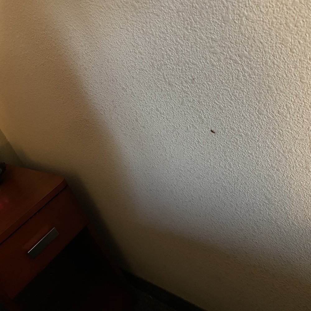 Baby roach on wall