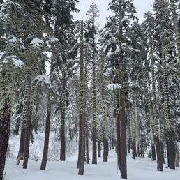 Trees Trees