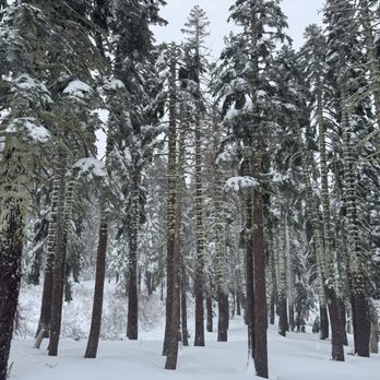 Sugar Bowl Resort - Trees - Ski Resorts Near Me - Norden, California Sugar Bowl Resort - Trees - Ski Resorts Near Me - Norden, California