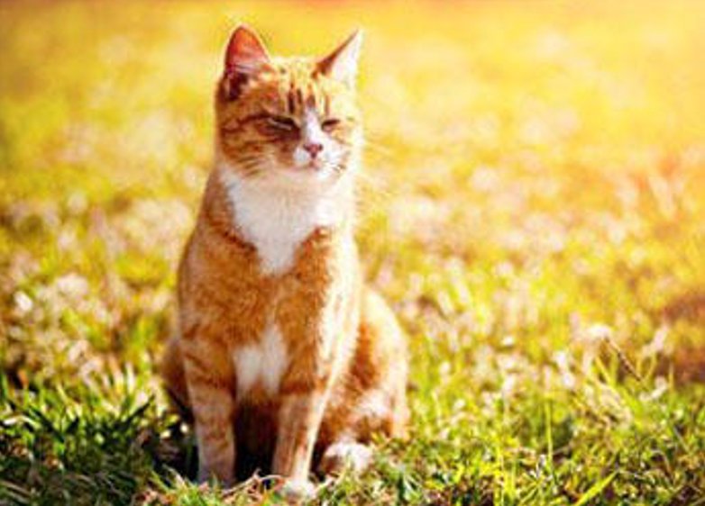 The Animal House - pet boarding facility in Greensburg, PA