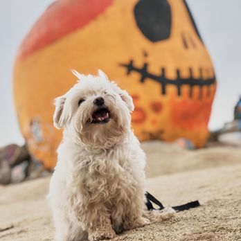 Pumpkin Rock Trail - IG @coco.lee_maltese - Hiking Near Me - Norco, California