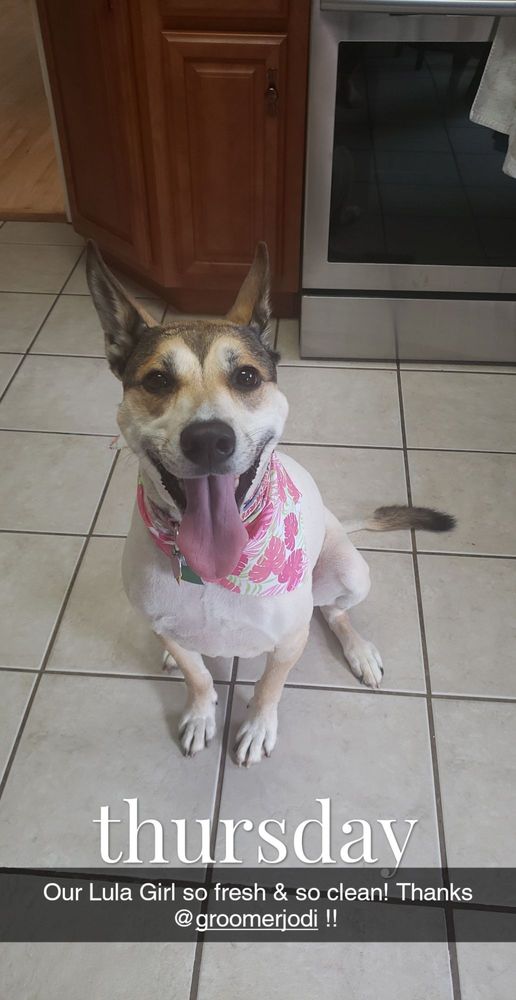 GONE TO THE DOGS GROOMING SALON 10 Photos 701 Huff Ave, Greensburg