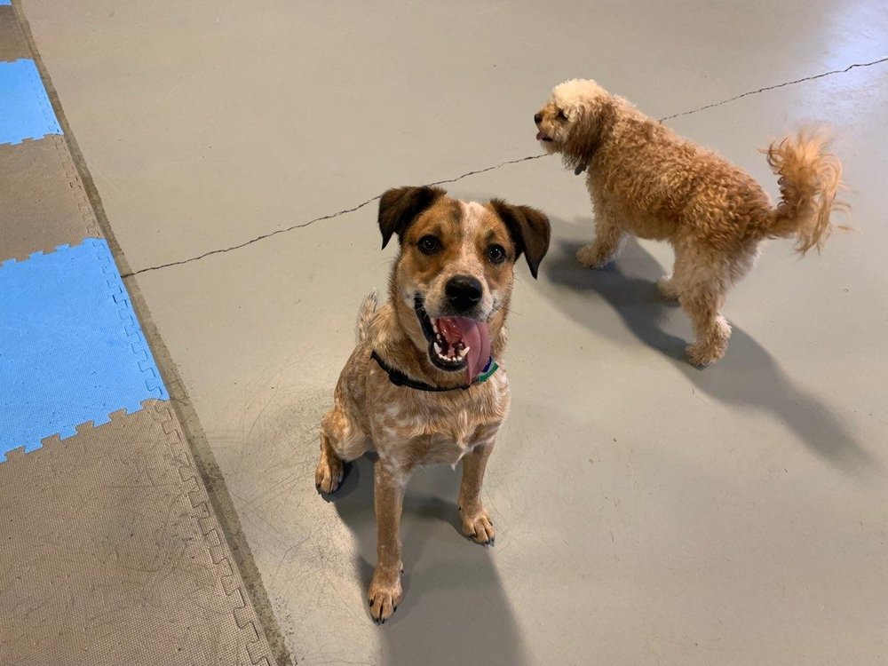 THE HOME OF PAWS 55 Photos 54 Washington St, Plainville