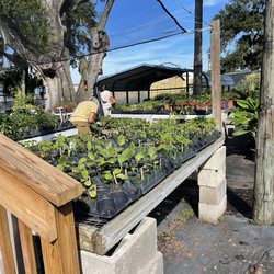 Earthbox - They sell plugs with one plant for 50 cents to $1. Get a head start.