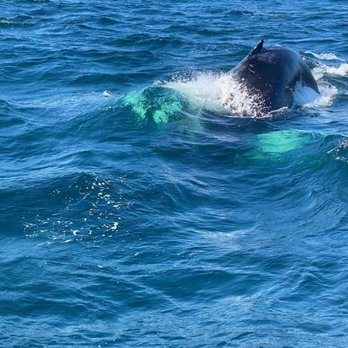 7 Seas Whale Watch - Whale Watching Tours Near Me - Gloucester, Massachusetts