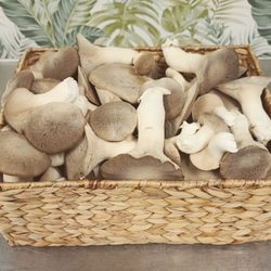 Mile High Shop by Amanda - Gourmet locally grown mushrooms