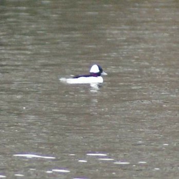 Burke Lake Park - Bufflehead Duck - Parks Near Me - Fairfax Station, Virginia