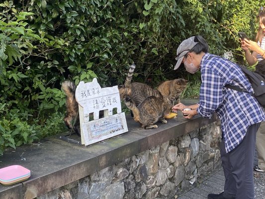 Houtong Cat Village by null