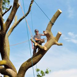 Adolfo's Tree Service