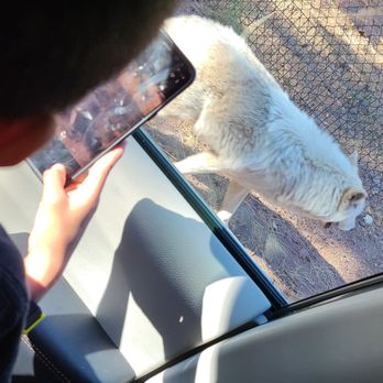 Bearizona - Zoos Near Me - Williams, Arizona