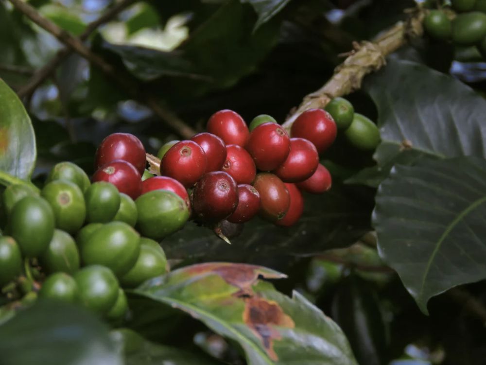 Katutubo Coffee Image