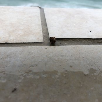 Radisson Suite Hotel Oceanfront - The end of a cigarette butt. - Hotels Near Me - Indialantic, Florida Radisson Suite Hotel Oceanfront - The end of a cigarette butt. - Hotels Near Me - Indialantic, Florida