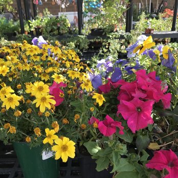 Pittsburg Ace Hardware - Our live plants are gorgeous. - Hardware Stores Near Me - Pittsburg, California Pittsburg Ace Hardware - Our live plants are gorgeous. - Hardware Stores Near Me - Pittsburg, California