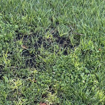 Ferman Landscaping and Maintenance Services - One of many bare spots in lawn after being reseeded a month ago. - Landscaping Near Me Ferman Landscaping and Maintenance Services - One of many bare spots in lawn after being reseeded a month ago. - Landscaping Near Me