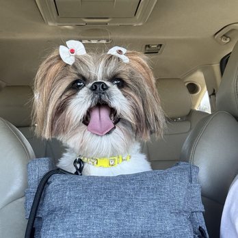 Colonies Pet Grooming - Client - Pet Groomers Near Me - Upland, California Colonies Pet Grooming - Client - Pet Groomers Near Me - Upland, California