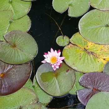 Clark Gardens - Botanical Gardens Near Me - Weatherford, Texas Clark Gardens - Botanical Gardens Near Me - Weatherford, Texas