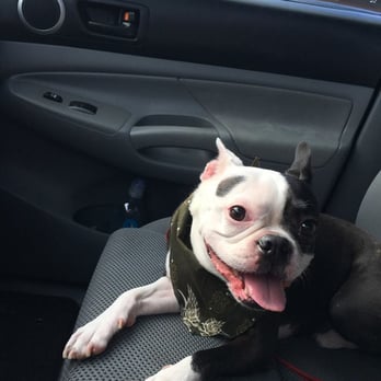 Perk-N-Pooch - Happy dog sporting his bandana! - Pet Groomers Near Me - Sandy Springs, Georgia