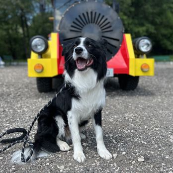 Island Dog Obedience - Pet Training Near Me - Honolulu, Hawaii Island Dog Obedience - Pet Training Near Me - Honolulu, Hawaii