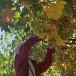 Khm Produce