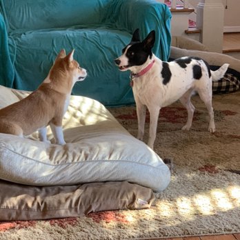 Blissful Wags - Doggie Day Camp at Blissful Wags - Dog Walkers Near Me - West Milford, New Jersey Blissful Wags - Doggie Day Camp at Blissful Wags - Dog Walkers Near Me - West Milford, New Jersey