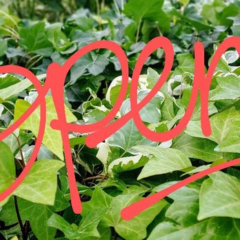 Rohr & Sons Nursery - We are open for business - Nurseries & Gardening Near Me - Massillon, Ohio Rohr & Sons Nursery - We are open for business - Nurseries & Gardening Near Me - Massillon, Ohio